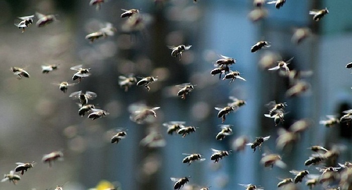 Un Britannique se fait traquer par 20.000 abeilles